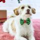 Dog's Christmas Bow Tie