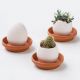 Grow Your Own Plant From An Egg