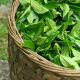 Grow Your Own Tea Plant Kit