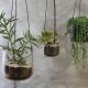 Clear Hanging Planter