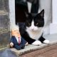 Trump Cat Toy