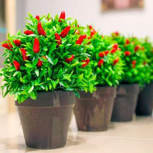 Grow Your Own Chilli Plant Kit